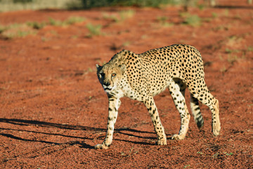 Wall Mural - africa. namibia. kalahari. cheetah