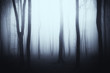 dark gloomy woods background