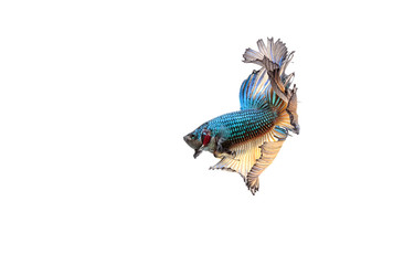 Wall Mural - Betta fish, siamese fighting fish, betta splendens isolated on white background