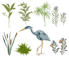 Heron Bird And Swamp Plants. Marsh Flora And Fauna. Isolated Elements Vintage Hand Drawn Vector Illustration In Watercolor Style