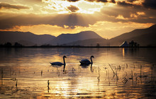 Swans On Lake During Sunset