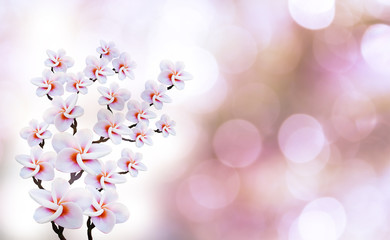 Wall Mural - Pink plumeria or frangiapni flower on soft pink bokeh background