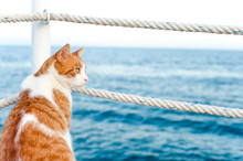 Cute Red Cat Looking Away Sitting On Pier At Seaside