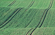 Abstract of green crop lines on rolling hillside with directional sunlight and leading lines