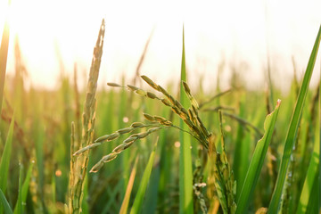 rice with bokeh-light in the morning. selective focus.