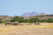 Namibian desert elephants in the mountains near Aba Huab river