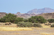 Namibian desert elephants in the mountains near Aba Huab river