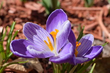 Purple & White Crocus Flowers