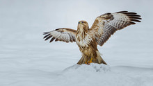 Common Buzzard Landing In Snow With Wings Open