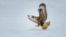Common Buzzard Landing In Snow