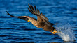 © Roland Albanese - Sea eagle flying away from water surface