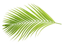 Green Coconut Leaf Isolated
