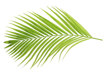 Wall Mural - Green coconut leaf isolated