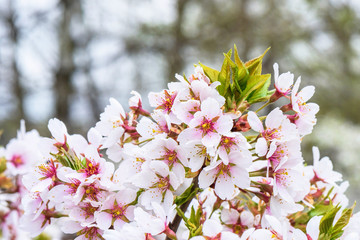 Wall Mural - Flowers of the cherry tree orchard blossoms on a spring day