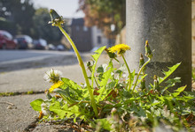 Roadside Weeds Growing Out Of The Pavement