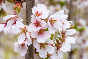 Wall Mural - Flowers of the cherry tree orchard blossoms on a spring day