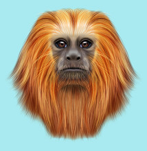 Illustrated Portrait Of Golden Lion Tamarin Monkey