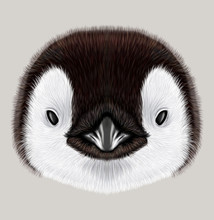 Illustrated Portrait Of Emperor Penguin Chick