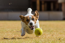 Close Up Action Image Of A Jack Russel Dog Chasing After A Tennis Ball On A Lawn
