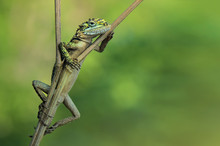 Japalura Lizard 