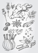 Hand drawn set of herbs and spices - poppy, ginger root, cardamom, coriander, nutmeg, star anise, cinnamon sticks, fennel, cloves, black pepper, cumin, vanilla pods with a flower. Vector Illustration.