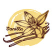 Vanilla pods and flower. Vector hand-drawn illustration.