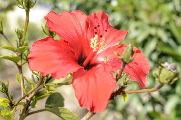 HIBISCUS EN FLOR