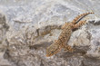 © ClickAlps - Specimen of common gecko belonging to the species Tarentula mauritanica on the rock in the daily hours.