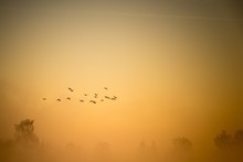 A Flock Of Cormorants Flies Over The Misty Land