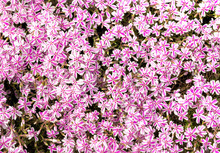 Moss Phlox, Phlox Subulata In Full Bloom During Spring Season. Nature Background