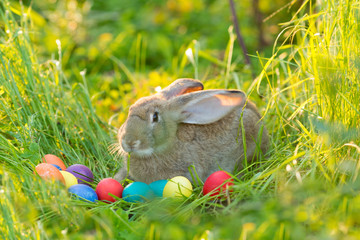 Wall Mural - Easter bunny with a basket of eggs on spring flowers background. Card of cute hare outdoor