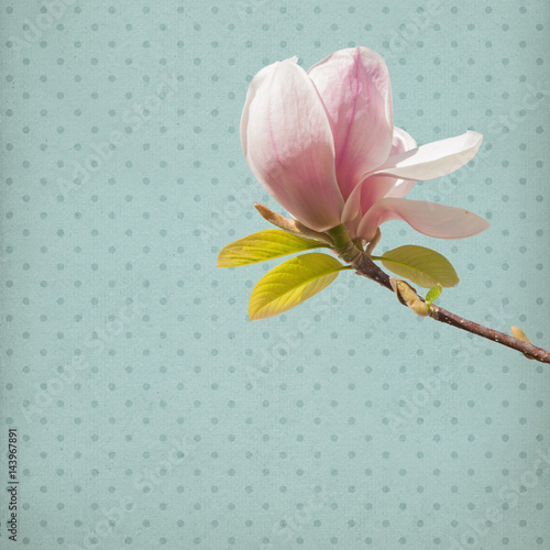 rozowa-magnolia-na-jasnym-tle