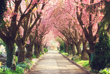 road with blooming trees in spring
