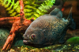 Fototapeta Zwierzęta - Piranha underwater