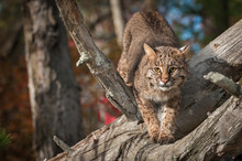 Bobcat (Lynx Rufus) Stretches Out In Branches