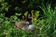 canada goose hissing in warning, sitting on nest of eggs showing serrated tongue