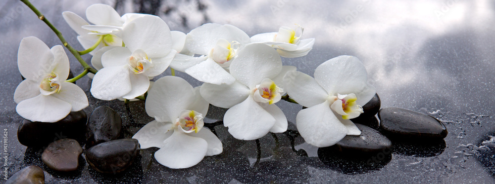White orchid and black stones close up. - obrazy, fototapety, plakaty 