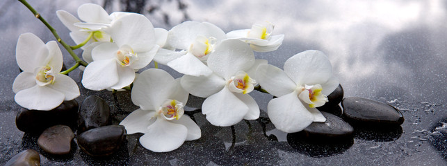 Wall Mural - White orchid and black stones close up.