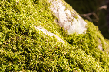 Moss growing on a tree