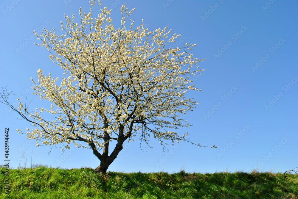Kwitnące drzewo owocowe na tle błękitnego nieba - obrazy, fototapety, plakaty 