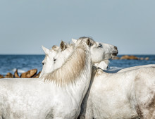 White Camargue Horses Galloping Along The Beach In Parc Regional De Camargue - Provence, France