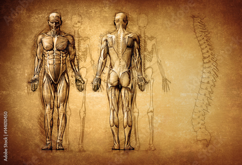 Cuadros en Lienzo human anatomy drawing, old, canvas