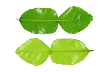 green kaffir lime leaf front and back side isolated on white