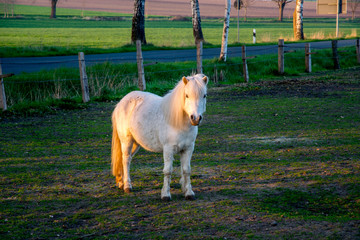 beautiful white ponny at sunset in Germany Europe