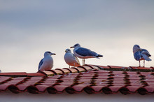 Seagulls Sitting On A Roof Covered With Red Tiles