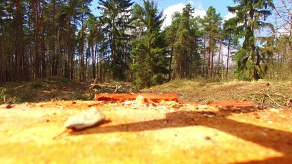 Wall Mural - Drone start from pine stump in forest. Forester use drone for inspect of timber. Modern technology in agriculture.