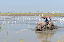 Farmer Are Using Tractors To Plow The Fields With Pelicans Waiting Fish.