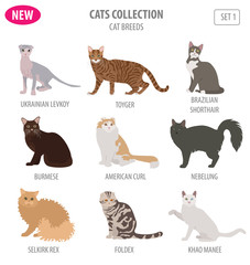 Cat breeds icon set flat style isolated on white. Create own infographic about pets