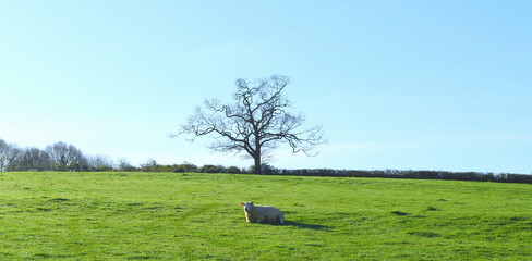 Wall Mural - Alone sheep graze under the tree on a horizon