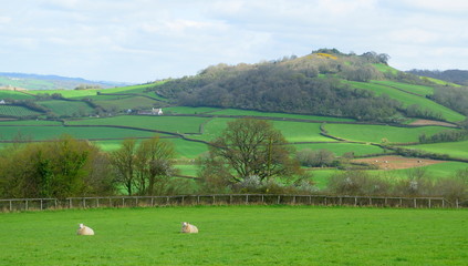 Wall Mural - Sheep graze on a farmland in East Devon AONB (Area of Outstanding Natural Beauty)